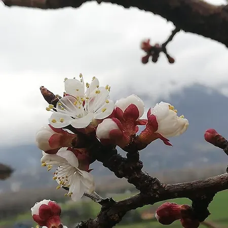 La Casetta Del Ponte *