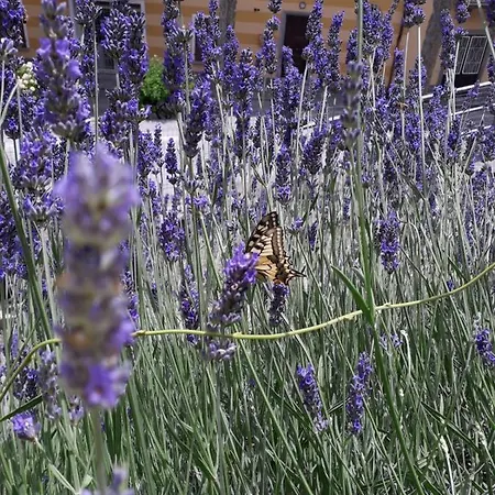 Appartement La Casetta Del Ponte *