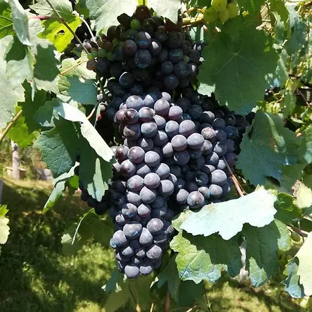 La Casetta Del Ponte Appartement